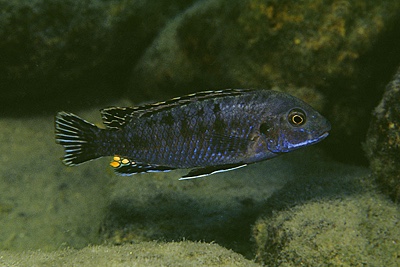 Labidochromis maculicauda 'Chitande Island'
